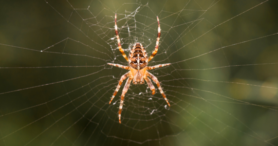 Make Sure You Buy Those Plants and All of the Mice, Spiders and Other Insects Will Disappear