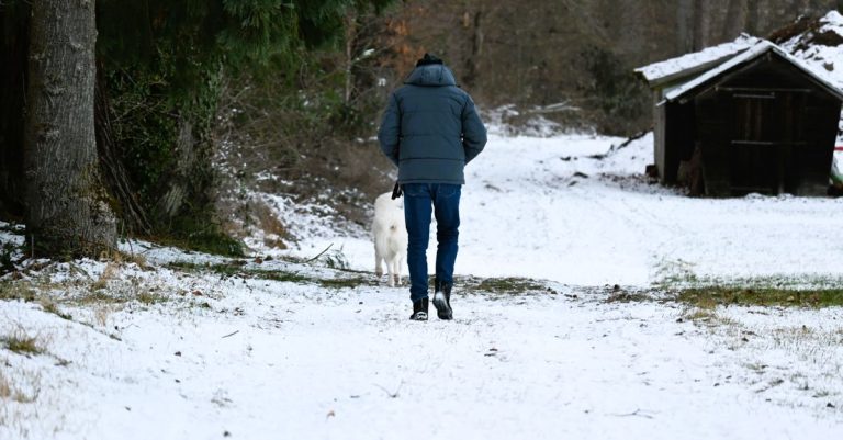 A person and dog enjoy a winter walk in snow-covered Baden-Württemberg forest.